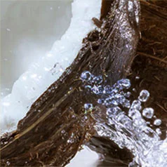 Garnier Coconut Header