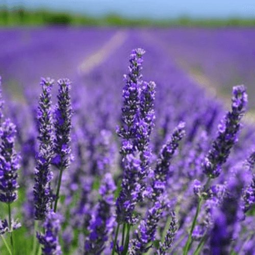 Garnier Lavender Ingredient Image